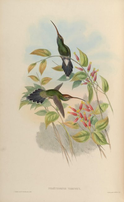 Phaethornis yaruqui von John Gould